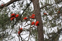 Erythrina stricta